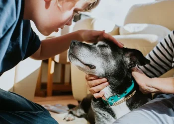 animais de estimação, pets