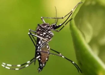 episódios de dengue, doença transmitida pelo Aedes aegypti