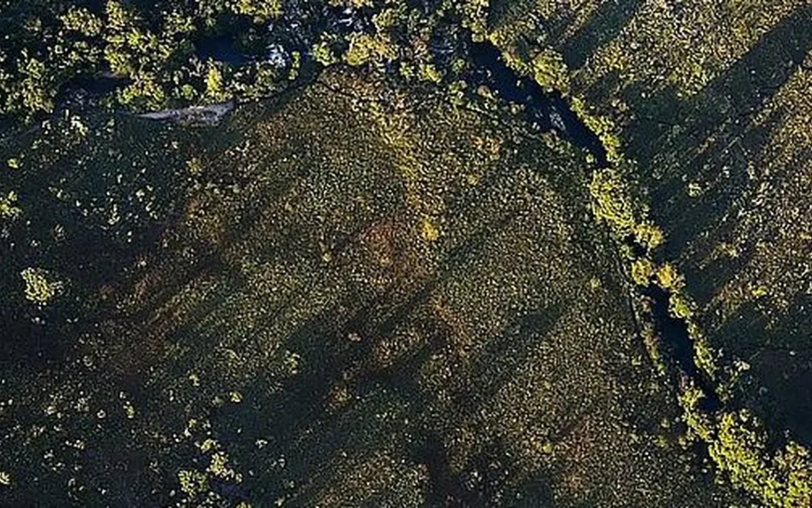 Degradação ambiental, Destruição da vegetação, Redução da cobertura vegetal, Perda de biodiversidade