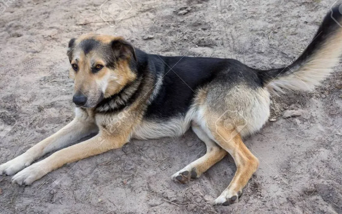 cachorro de rua