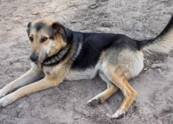 cachorro de rua