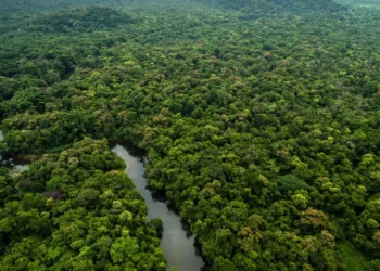 floresta amazônica