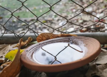 febre hemorrágica, doença do mosquito