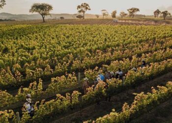 bebida fermentada, néctar dos deuses, suco de uvas