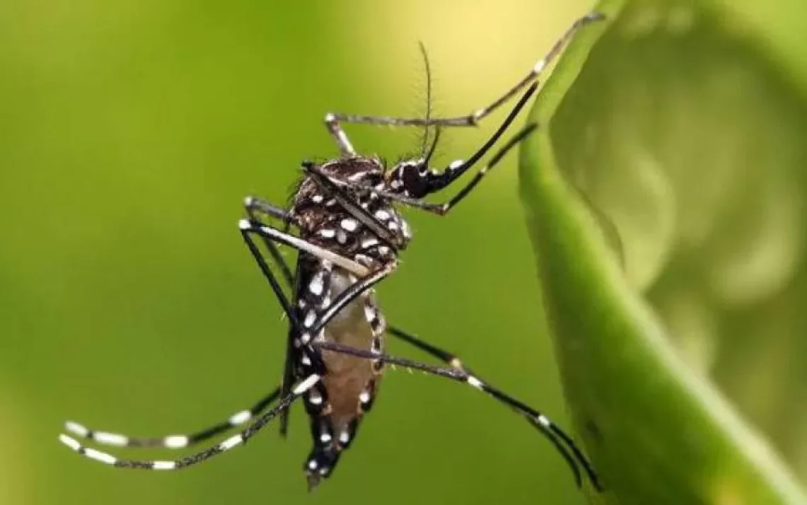 arboviroses, doença transmitida pelo mosquito Aedes aegypti;