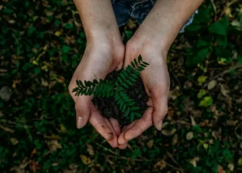 neutralizar, emissões de, carbono, compensar, as emissões, de CO2, reduzir, a emissão, de carbono;