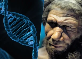 DNA, genes de Neandertal;