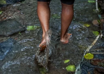 doença infecciosa febril aguda, bactéria leptospira, urina, animais;