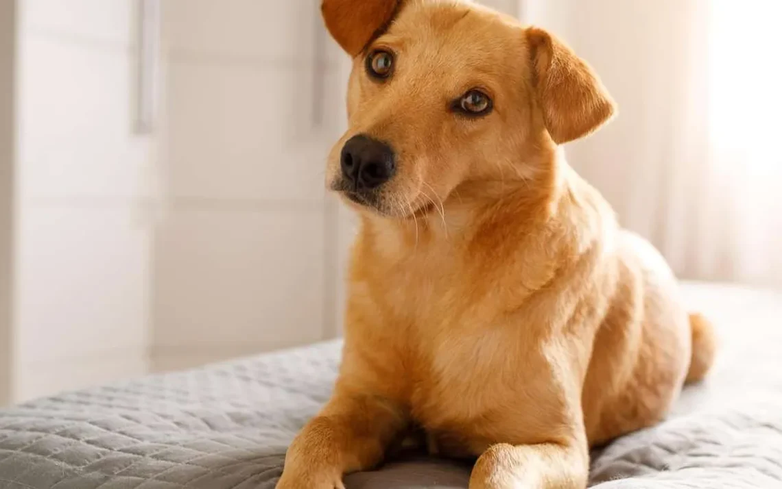 intoxicação, uso de herbicida, cães envenenados;