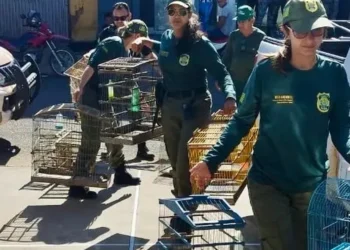 investigação, ação, policial, ação conjunta;