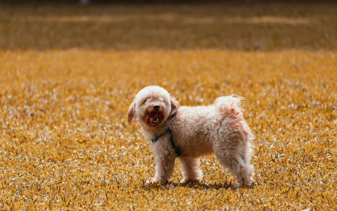 astrologia, temperamento, de cães, características, dos sinais;