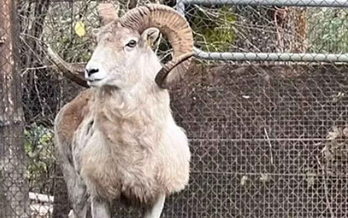 carneiros, animais, gado;