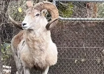 carneiros, animais, gado;