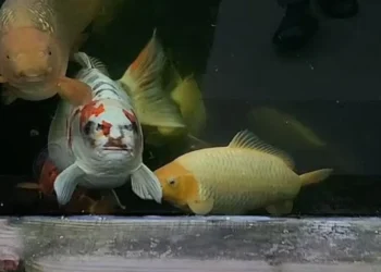 animal, carpa, koi;